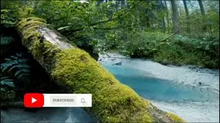 #Amazing view and blissful sound of nature 🌴🌴❤️👌❤️👌