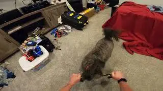 Chewbacca Tug 7-3-2022