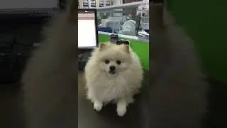 #justpomeranians