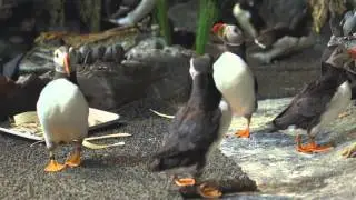 Puffins Are Romantic