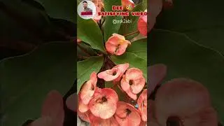 Bee satisfying video #satisfyingvideo #ask2abi #flowers #bee #naturelovers #weekend #wow #timepass