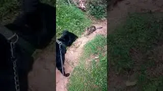 Funny complication /😅😅😅the cat is not afraid of the dog