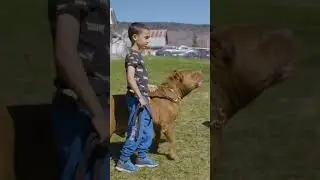 The next generation of DDK trainers #ytshorts #dog #dogdynasty #hulksmash #pitbulldog