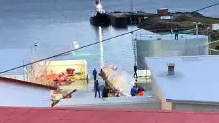 Sea Shepherd footage of alleged Blue whale being bought ashore