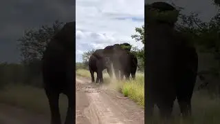 elephant fight