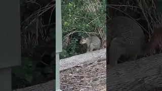 Squirrel Affairs