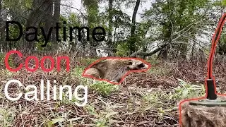 Predator Calling (Raccoon Charged the Call!!!)