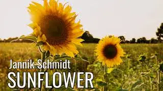 SUNFLOWER (Emotional Uplifting) | Jannik Schmidt
