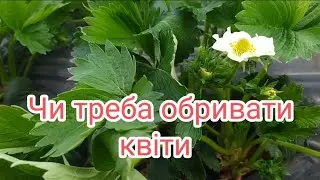 Чи потрібно обривати квіти та уси на клубнике🍓🍓🍓