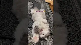 My Cat Talks? 