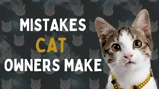 10 Common Mistakes Cat Owners Make