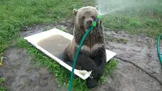 Утренний приём ванны Мансуром.