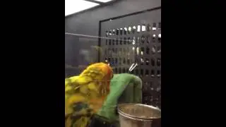 Bird at Pet Smart