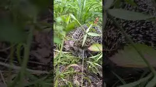Встреча в лесу #ёжик #hedgehog