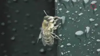 როგორ სვამს ფუტკარი წყალს. | 