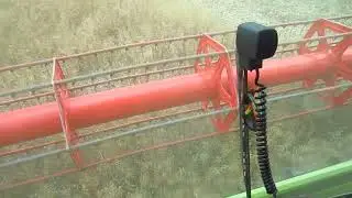 Сбор урожая горчицы 2020/ Mustard Harvest 2020 CLAAS LEXION 480