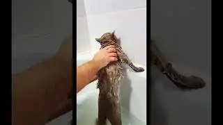 Мне написали,что кошек никогда нельзя мыть можно или нет?