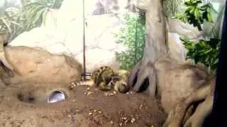 Носухи няшатся