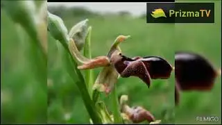 Söz və Mus: TAMELLA ŞUŞALI / MƏNİM ŞUŞAM