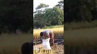 semai bibit padi dengan karung bekas pakai #petani #padi