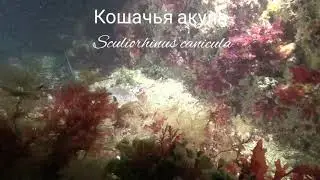 Кошачья акула