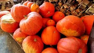 Cosecha de CALABAZAS GIGANTES