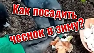 Как посадить чеснок в зиму?