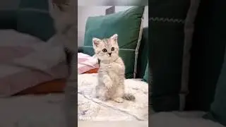 Господи какая милота😍😍😍
