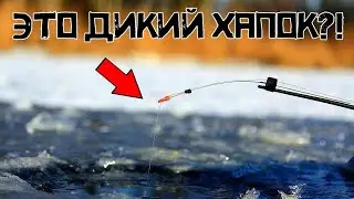 The line is ringing from this! I caught a big one! Fishing 2023-2024 is exciting!