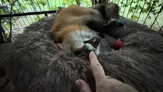 Franny Fox Friday!
