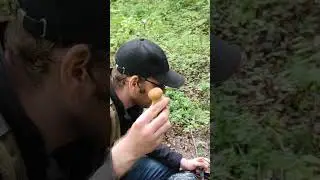 Вы любите собирать грибы?