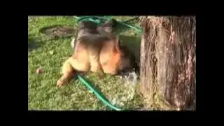 German Shepherd (Brenda e a mangueira)
