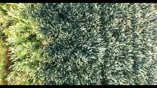 A tour of villages and farms in the beautiful Alps Swiss Earth Heaven