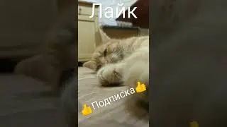 фунтик устал 