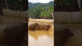 VANNIA VARISCA ANGEL sedang live sekarang! Lari bintang kelas dewasa berapan kebo desa tepas 
