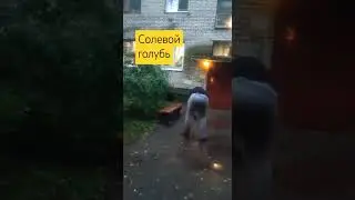 Солевой голубь #соль #salt #солевой #вещества #зависимость #реабилитация