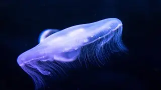 Amazing Jellyfish Aquarium in  HD -Soothing & Relaxing Music Great for Oled HD TV's 2020