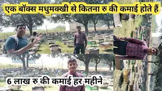 मधुमक्खी पालन 6 लाख रु महीने की कमाई |madhumakkhee Palan Kaise Kare |how to do beekeeping| honey bee