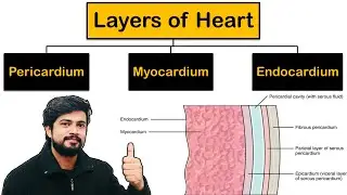 Layers of Heart - Pericardium, Myocardium, Endocardium in Hindi |  Cardiovascular System