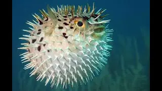Islehopper