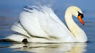 Mute Swan | Symbol Of Love And Beauty