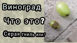 пятна на ягоде винограда. что это- серая гниль или солнечный ожог?26,0723