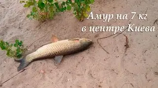 Амур на 7 кг в центре Киева