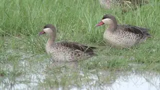 DuckTales but it's 100% more British