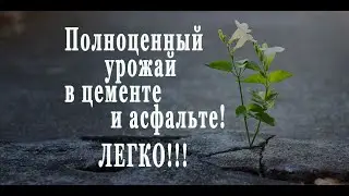 ПАН122 Как БЫСТРО и легко сделать почву плодородной вырастить здоровый урожай жидкий биогумус