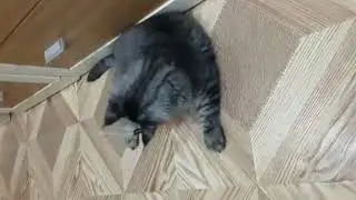 Лорд Джордж котик мейн-кун)