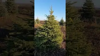 ЕЛЬ КОЛЮЧАЯ 