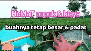 aplikasi pemupuk. an semangka agar buah besar dan tidak pecah ...