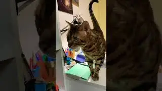 Не ставьте 2!!! Во всем виноват кот!🤣 