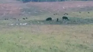 Alabama Wild Hog Management